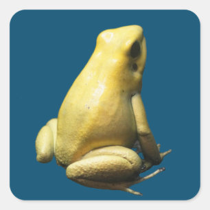Golden Poison Frog Vierkante Sticker