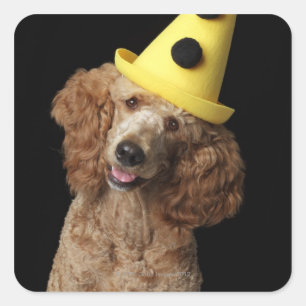 Golden Poodle Dog met een geel pet Vierkante Sticker
