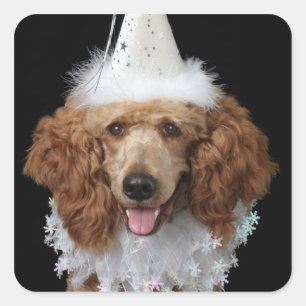 Golden Poodle Dog met een witte clown costuum Vierkante Sticker