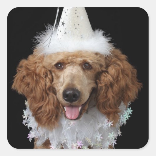Golden Poodle Dog met een witte clown costuum Vierkante Sticker (Voorkant)