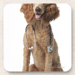 Golden Poodle Dog met stethoscoop Bier Onderzetter