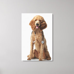 Golden Poodle Dog met stethoscoop Canvas Afdruk