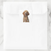 Golden Poodle Dog met stethoscoop Vierkante Sticker (Tas)