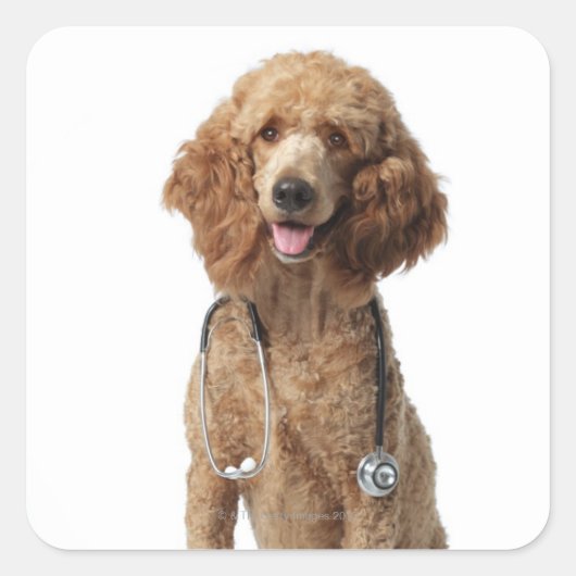 Golden Poodle Dog met stethoscoop Vierkante Sticker (Voorkant)