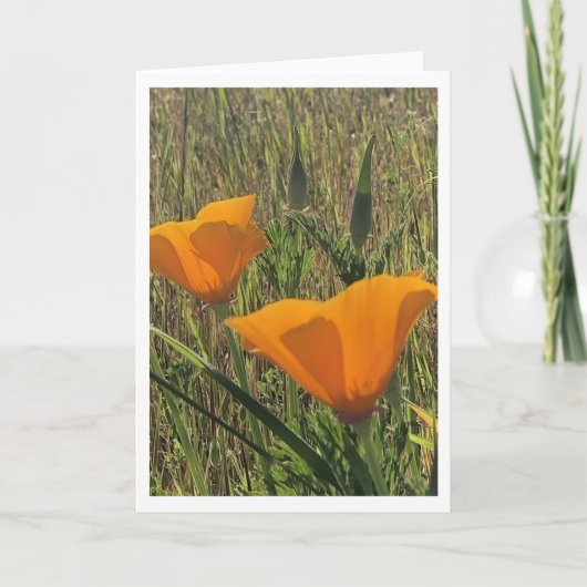 Golden Poppies (Inside Blank) Kaart (Voorkant)