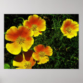 Golden Poppies Poster (Voorkant)