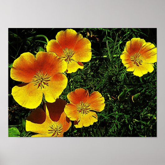 Golden Poppies Poster (Voorkant)