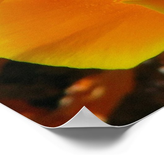 Golden Poppies Poster (Hoek)
