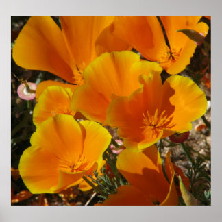 Golden Poppies Poster