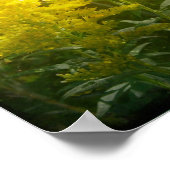 Golden Poster (Hoek)