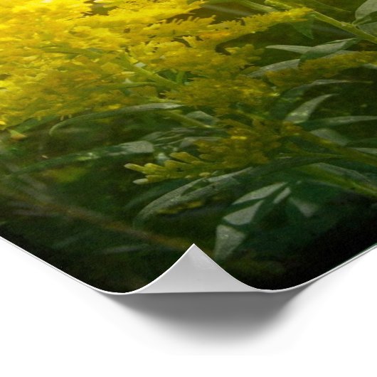 Golden Poster (Hoek)