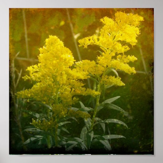 Golden Poster (Voorkant)