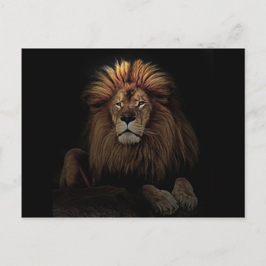 Golden Proud Lion Africa Briefkaart (Voorkant)