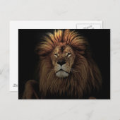 Golden Proud Lion Africa Briefkaart (Voorkant / Achterkant)
