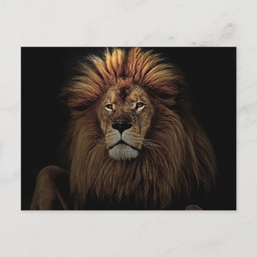 Golden Proud Lion Africa Briefkaart (Voorkant)
