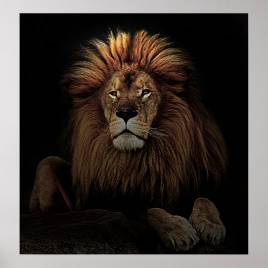 Golden Proud Lion Africa Poster (Voorkant)