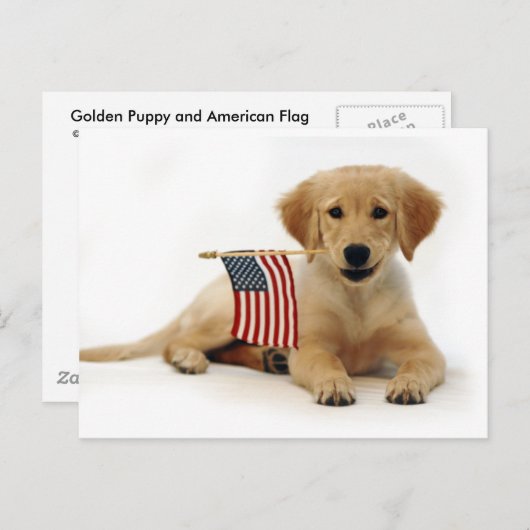 Golden Puppy en Amerikaanse vlag Briefkaart (Voorkant / Achterkant)