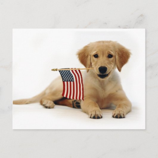 Golden Puppy en Amerikaanse vlag Briefkaart (Voorkant)