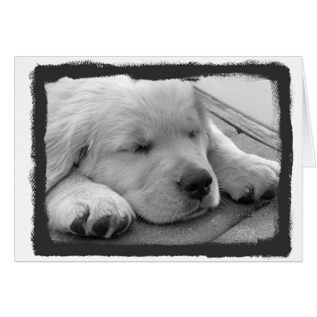 Golden Puppy Slaping (Voorkant Horizontaal)