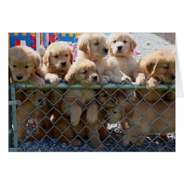 Golden Pups (Voorkant Horizontaal)