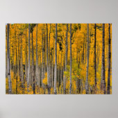 Golden Quakies, Colorado Poster (Voorkant)