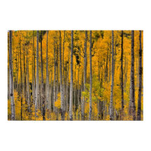 Golden Quakies, Colorado