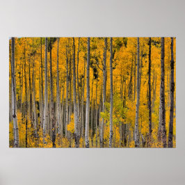 Golden Quakies, Colorado Poster