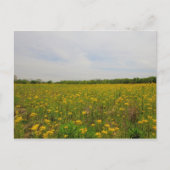 Golden Ragwort, Ohio Briefkaart (Voorkant)