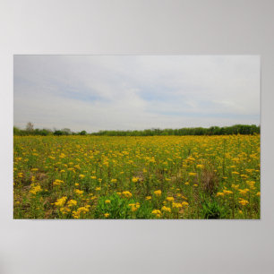Golden Ragwort, Ohio Poster