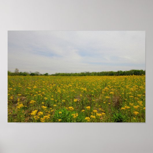 Golden Ragwort, Ohio Poster (Voorkant)