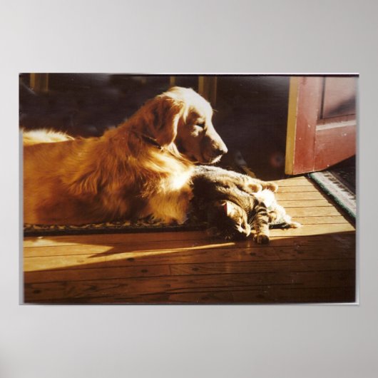 Golden rederij met kattenPoster Poster (Voorkant)