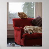Golden rekhond met gembertabby kat poster (Voorkant)