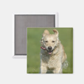 Golden rekwieg door de weide magneet (Voorkant / Achterkant)