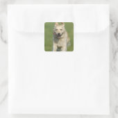 Golden rekwieg door de weide vierkante sticker (Tas)