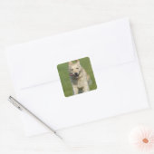 Golden rekwieg door de weide vierkante sticker (Envelop)