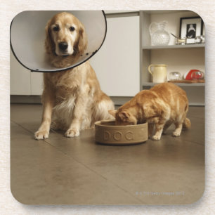 Golden rekwieg, hond met een kraag bier onderzetter