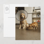 Golden rekwieg, hond met een kraag briefkaart (Voorkant / Achterkant)