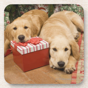 Golden rekwieg puppies met kerstcadeau onderzetter