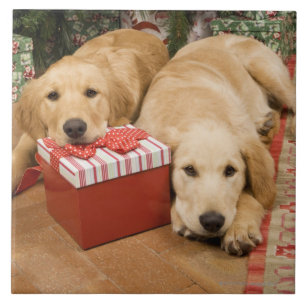 Golden rekwieg puppies met kerstcadeau tegeltje