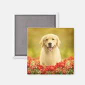 Golden Retirever in Red Flowers Magneet (Voorkant / Achterkant)