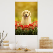 Golden Retirever in Red Flowers Poster (Keuken)