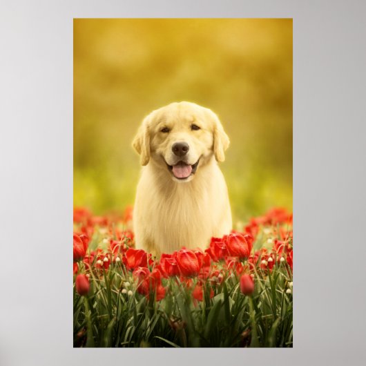 Golden Retirever in Red Flowers Poster (Voorkant)