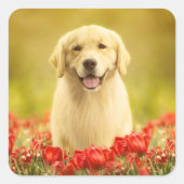Golden Retirever in Red Flowers Vierkante Sticker (Voorkant)