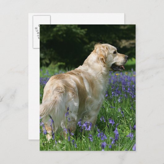 Golden Retreiver in Flowers Briefkaart (Voorkant / Achterkant)