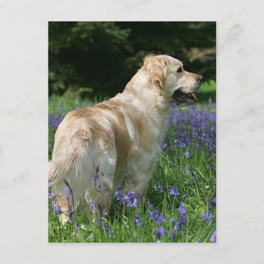 Golden Retreiver in Flowers Briefkaart (Voorkant)