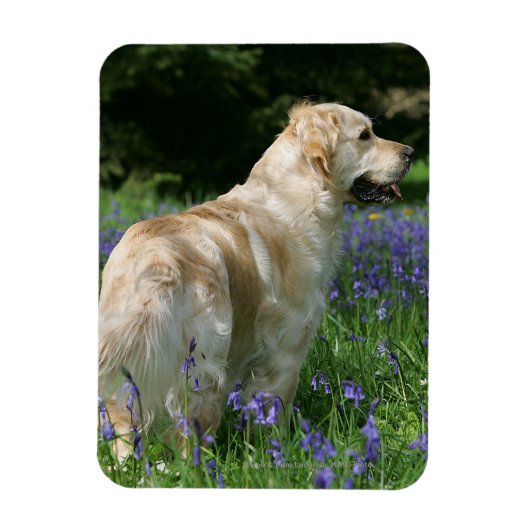 Golden Retreiver in Flowers Magneet (Verticaal)