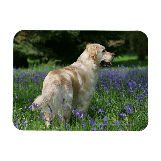 Golden Retreiver in Flowers Magneet (Horizontaal)