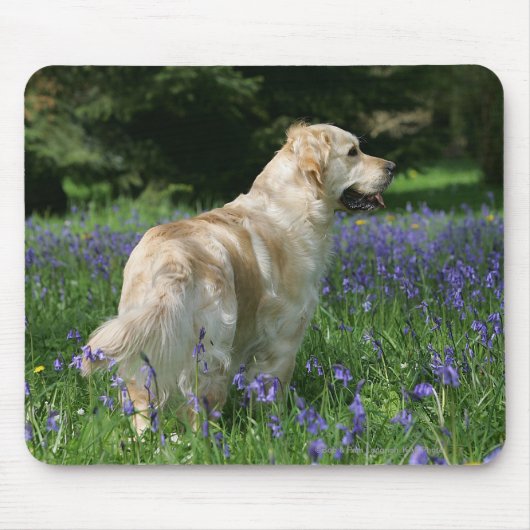 Golden Retreiver in Flowers Muismat (Voorkant)
