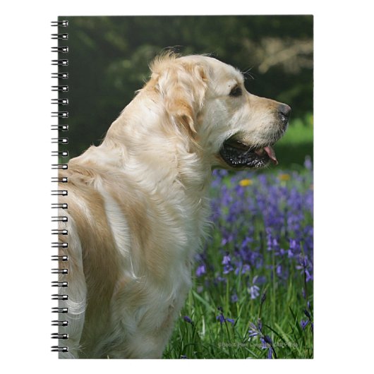 Golden Retreiver in Flowers Notitieboek (Voorkant)