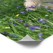 Golden Retreiver in Flowers Poster (Hoek)